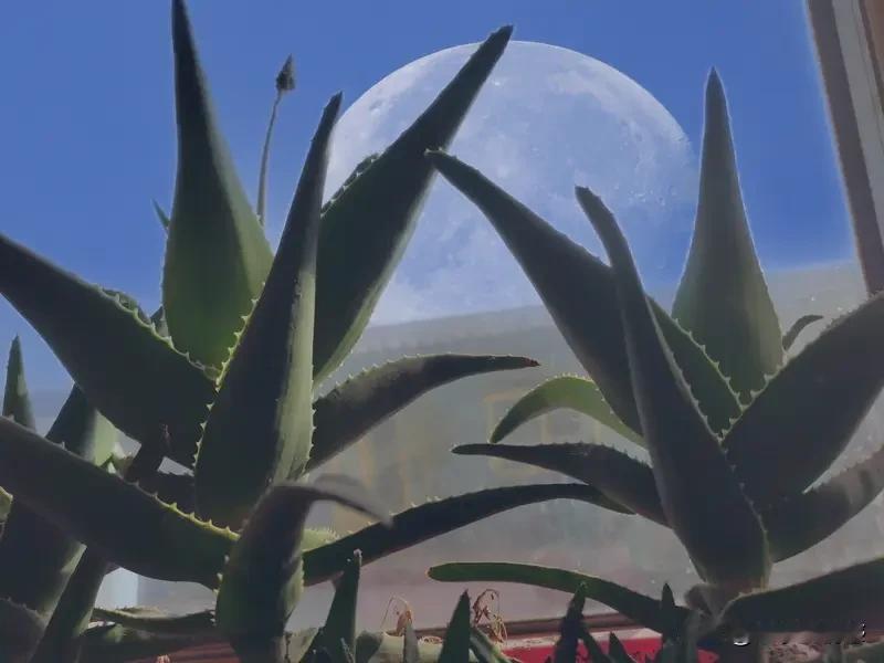 26年7月29日可是满月疗愈日，双鱼座还是这天的锦鲤星座呢。在这天，很适合疗愈身