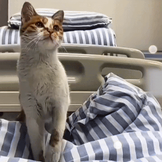 谁能想到，医院里最靠谱的“陪护”，竟然是一只小猫咪。女子独