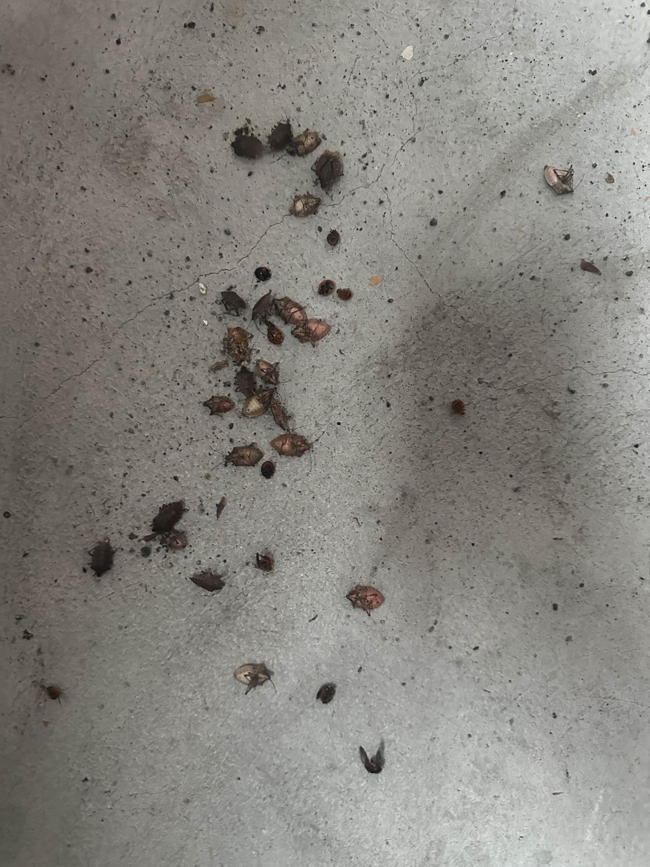 经过杀虫剂的一番轰炸，一夜之间，就成这样了，这大概只有农村人才有的烦恼吧？这