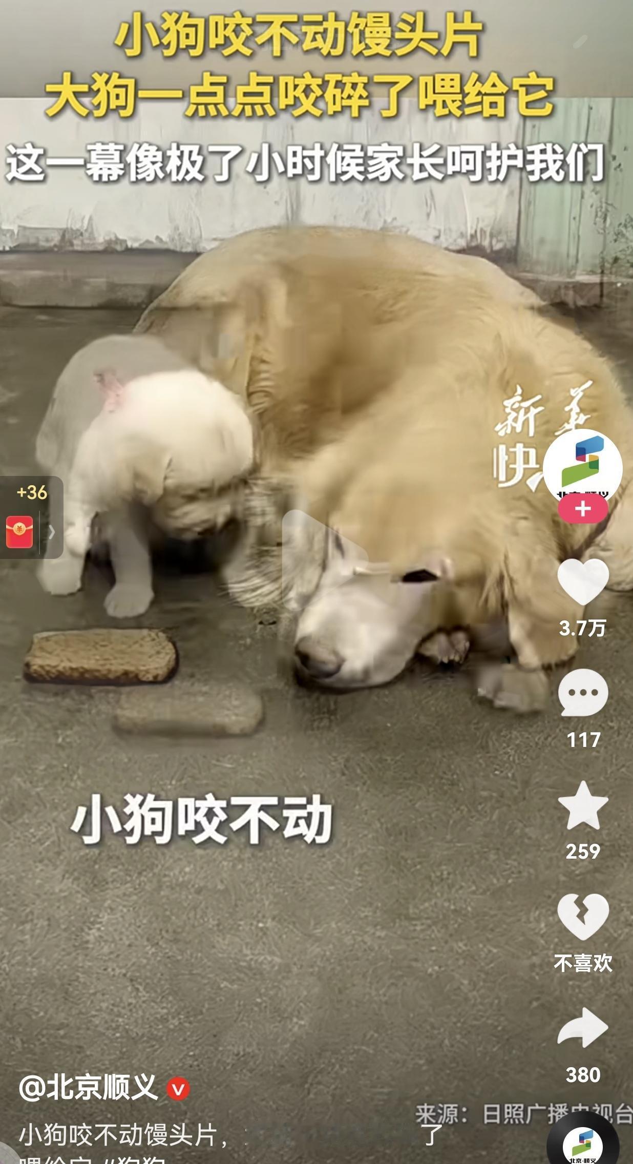 看哭了！这一幕真的像小时候母亲呵护我们的样子。一只小金毛饿了，对着干硬的馒头