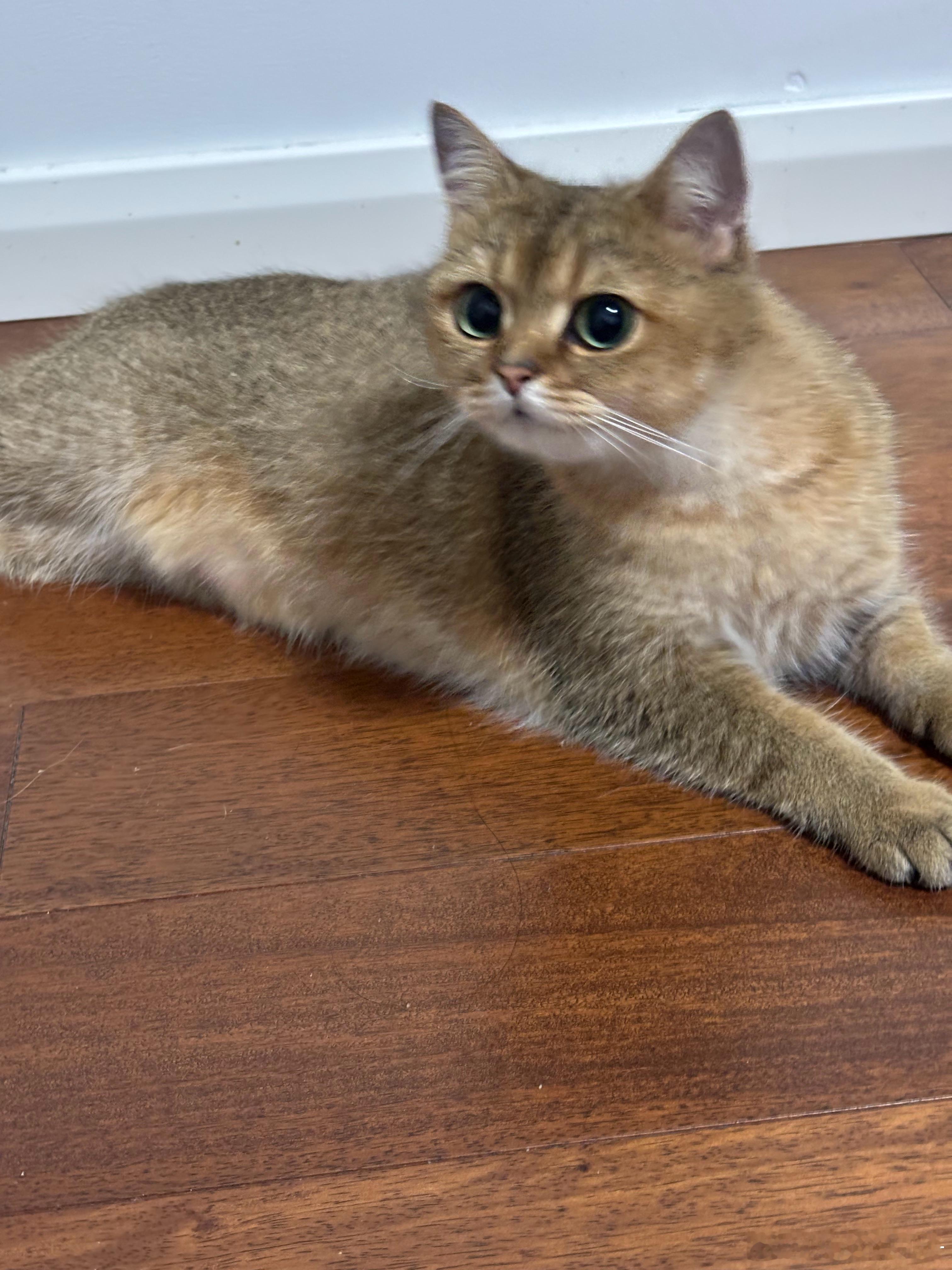 这是同一只喵猫咪