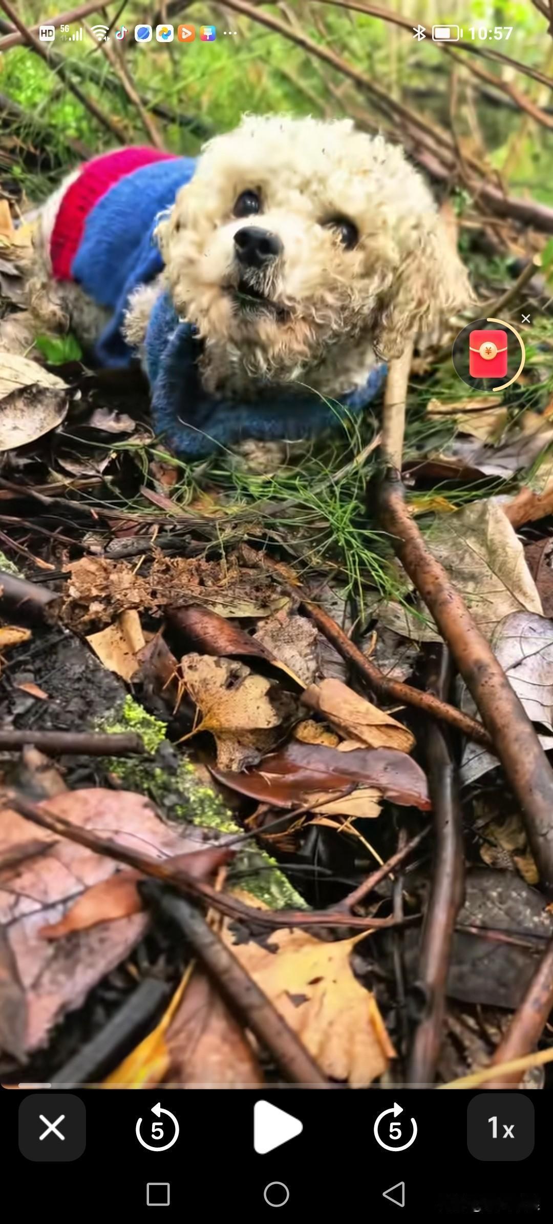 今天徒步时，在山脚下的垃圾场里捡到一条被人丢弃的小白狗。它看到我后，眼睛一眨一眨