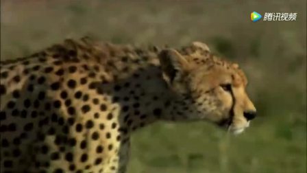 猎豹捕食视频大全完整版 17618785513025466312.jpg?id=0