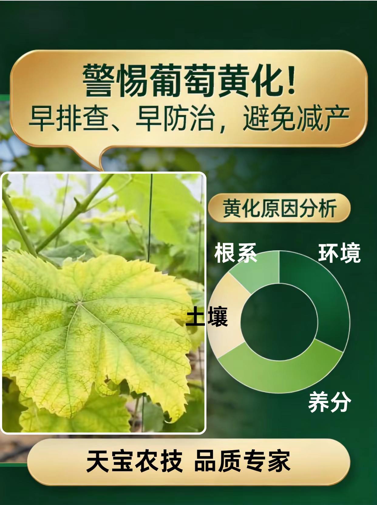 葡萄叶片黄化，早排查早防治，避免减产！。葡萄种植