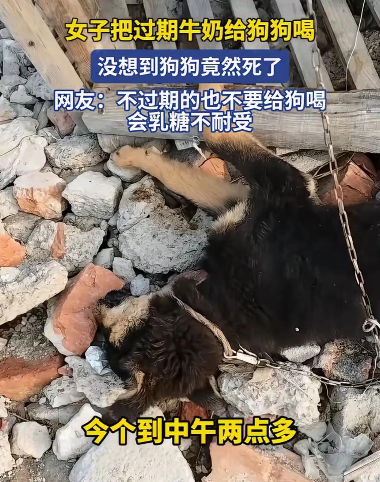 近日热搜刷屏，安徽一女士舍不得扔过期的牛奶，喂给家中爱犬，结果狗狗几小时内呕吐、