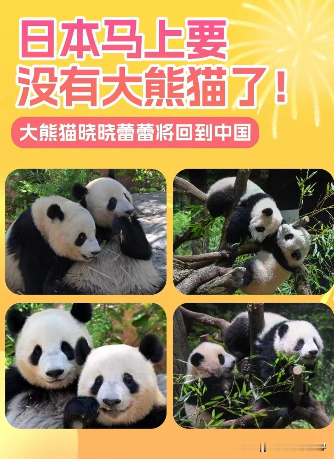 好消息！日本昨日宣布了！12月15日，日本东京都宣布，上野动物园的大熊猫