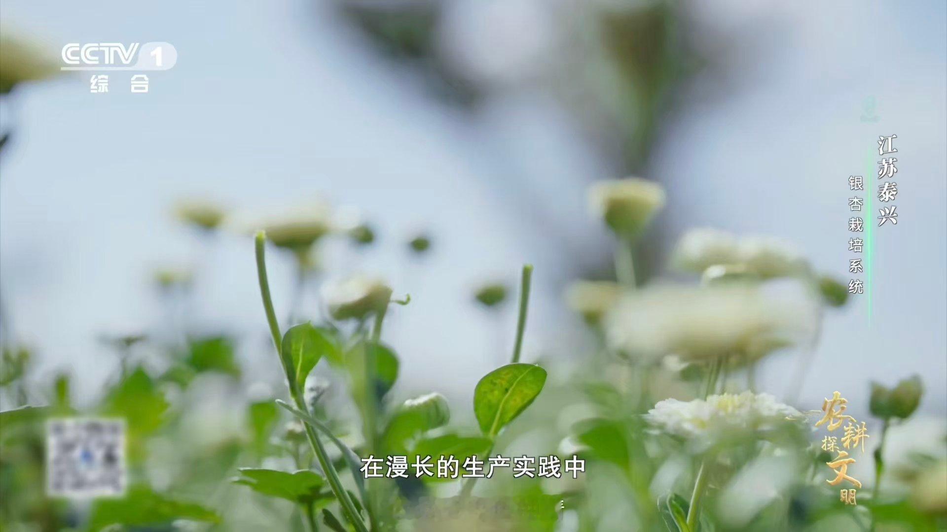 喂了银杏果鸡肉更鲜了一片银杏林，多种丰收景！泰兴创新林农复合模式，银杏下套种菊