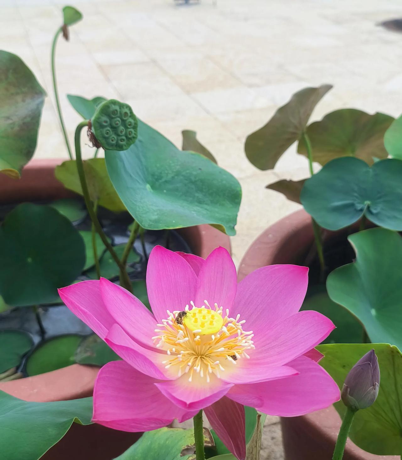 多年前老兄对我说一定要抓好学生的阅读，他说如果学生在小学阶段没有大量阅读，到了初