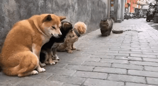 它来了，它来了，它拖着砖头走来了。这个名叫“丧彪”的猫咪揍遍了附近的猫猫狗狗，所