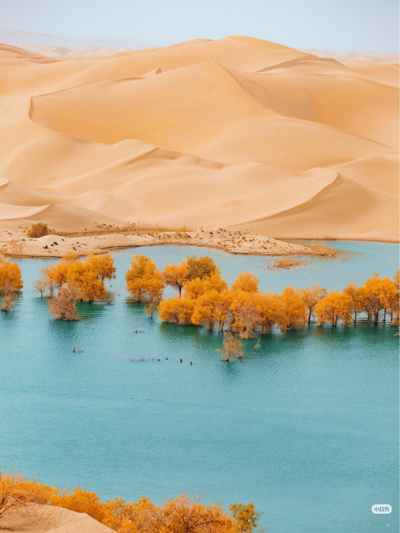 没想到这个南疆小众景点，十月会这么惊艳！🏜️沙漠见过，胡杨林见过但长在水里