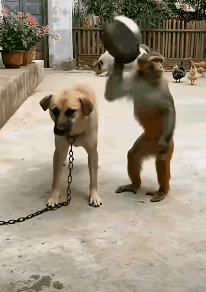 狭路相逢勇者胜，但真正能笑到最后的，往往是有智慧的人。别看