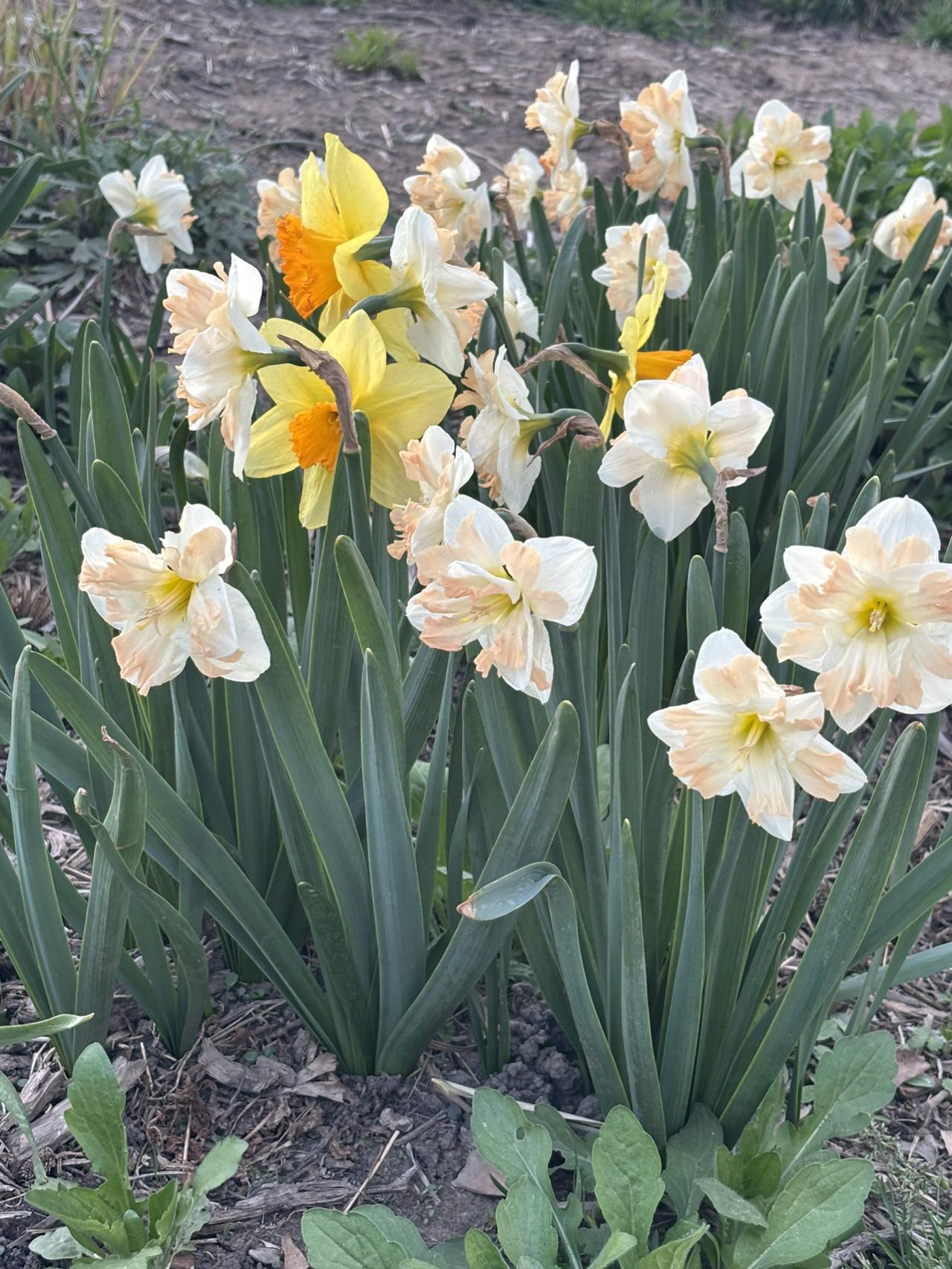 平日里我们经常会见到盆栽的水仙花，它是‌石蒜科多年生草本植物‌，以其‌鳞茎肥大、