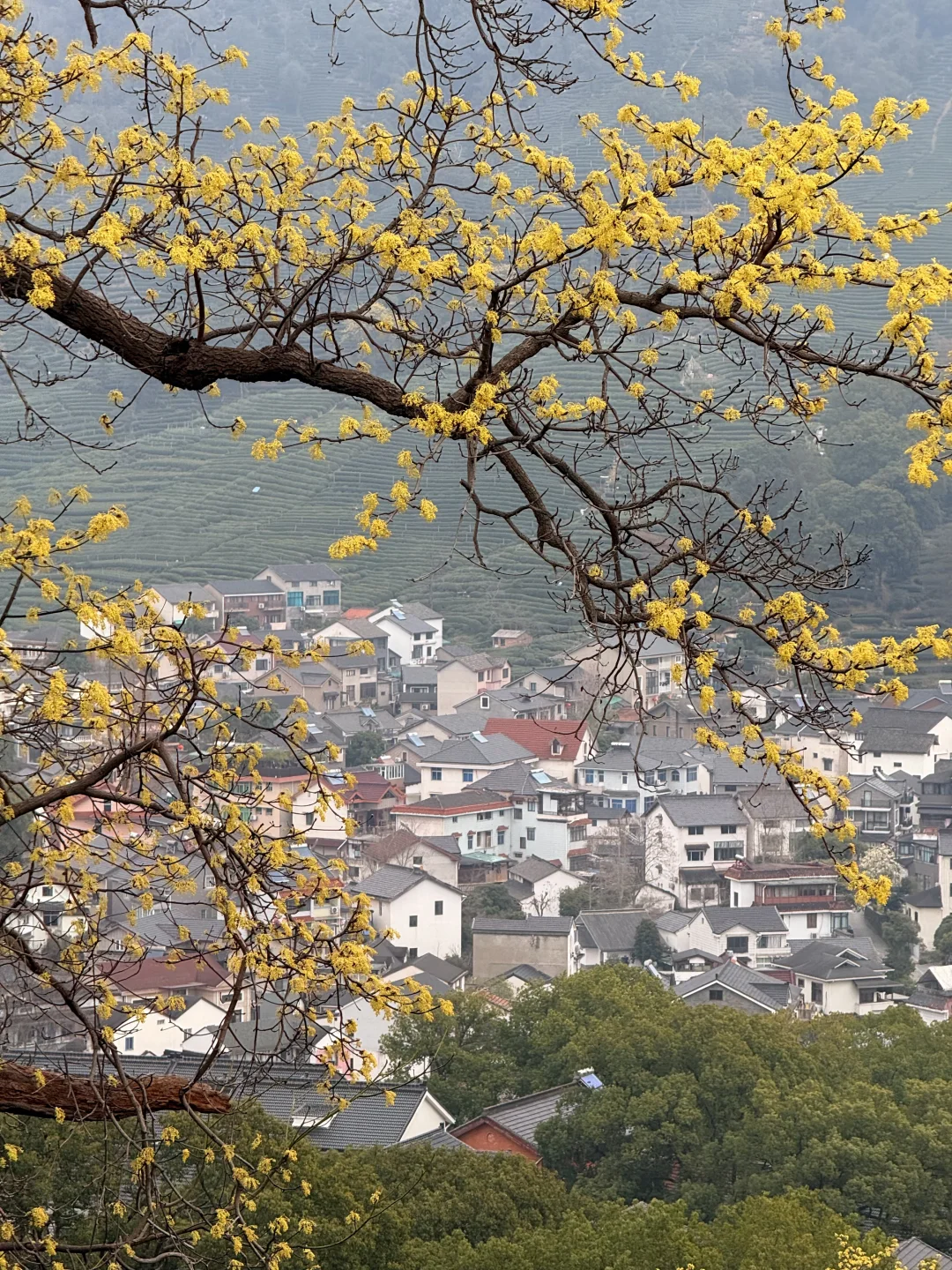 3.7实拍！不敢相信，这居然真的在杭州！！