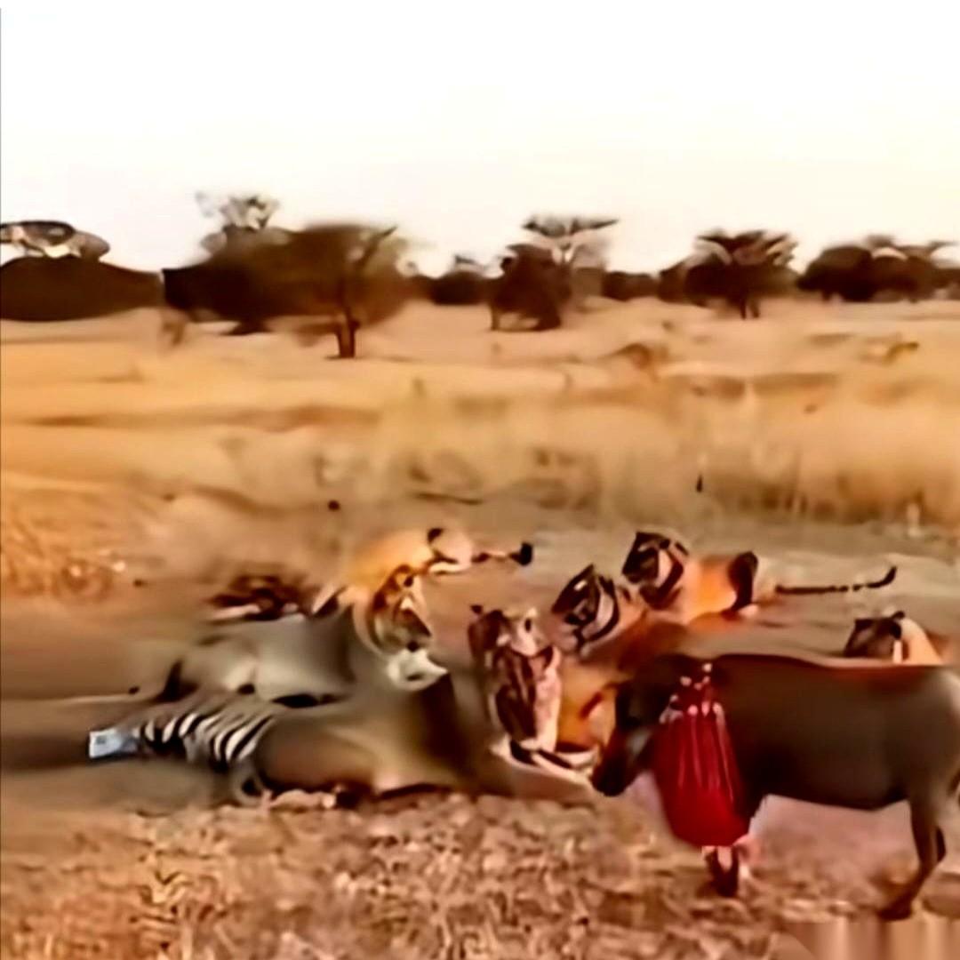 年度最佳画面：一头猪，把整个狮群干翻了。真的，我看到视频的时候，先是震惊，然后