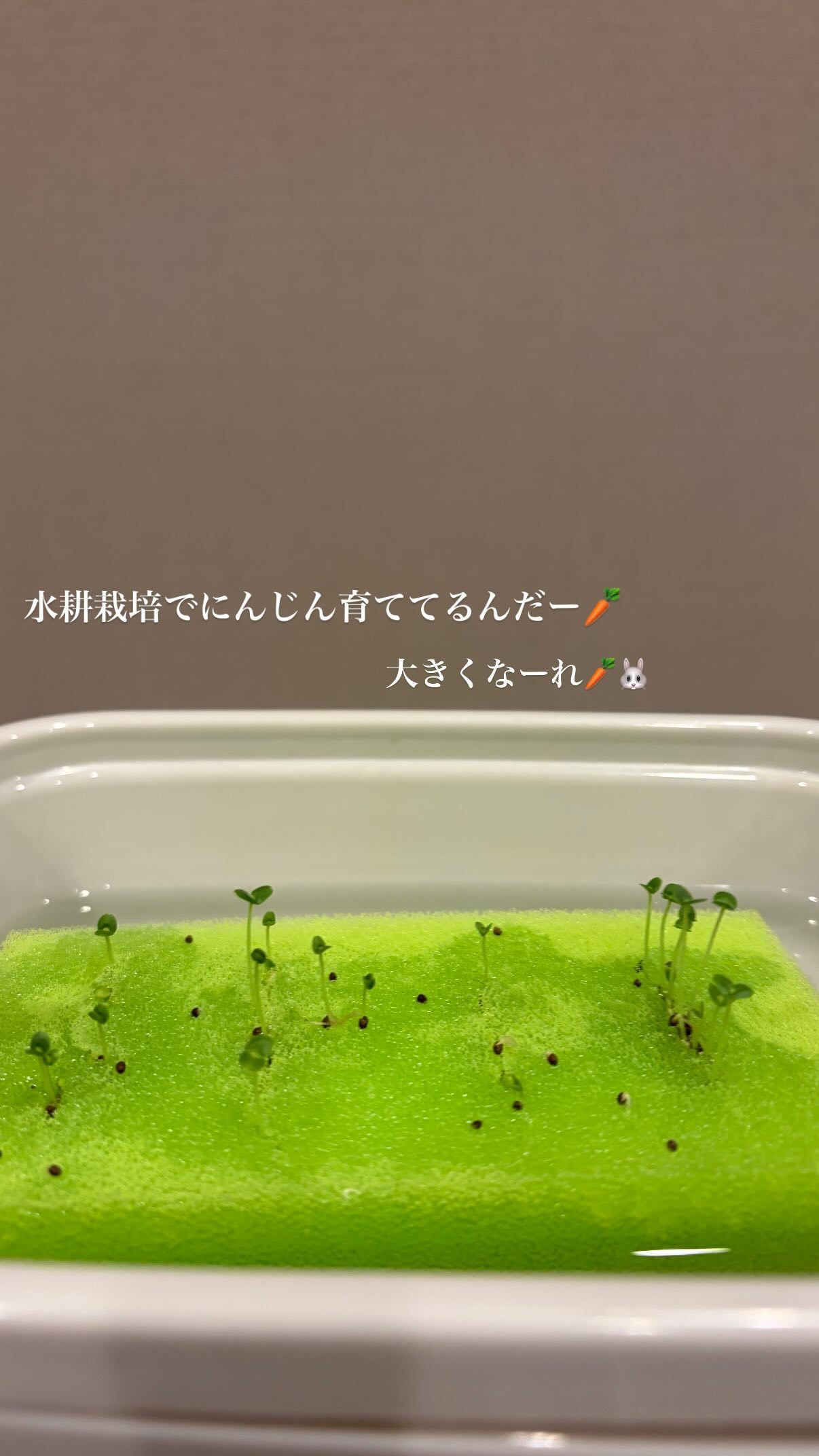 濱岸ひより🐤　hamahiyogram