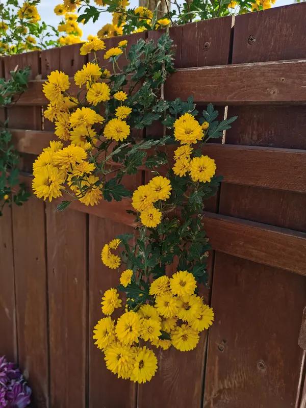 你是否曾于喧嚣中迷失本我？是否在低谷里焦虑彷徨？实际上，人生的真谛就在于：在纷扰