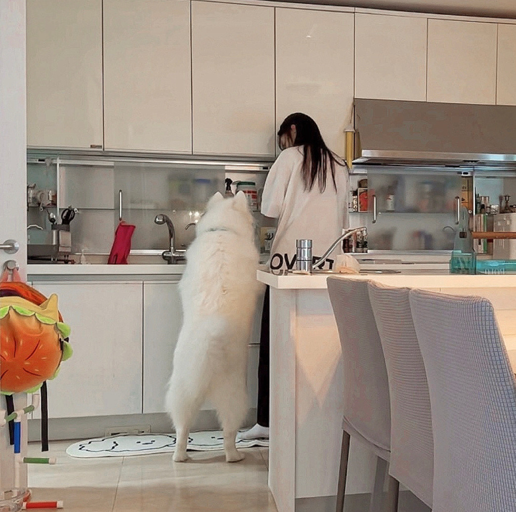 萨摩耶：我是厨房小帮手