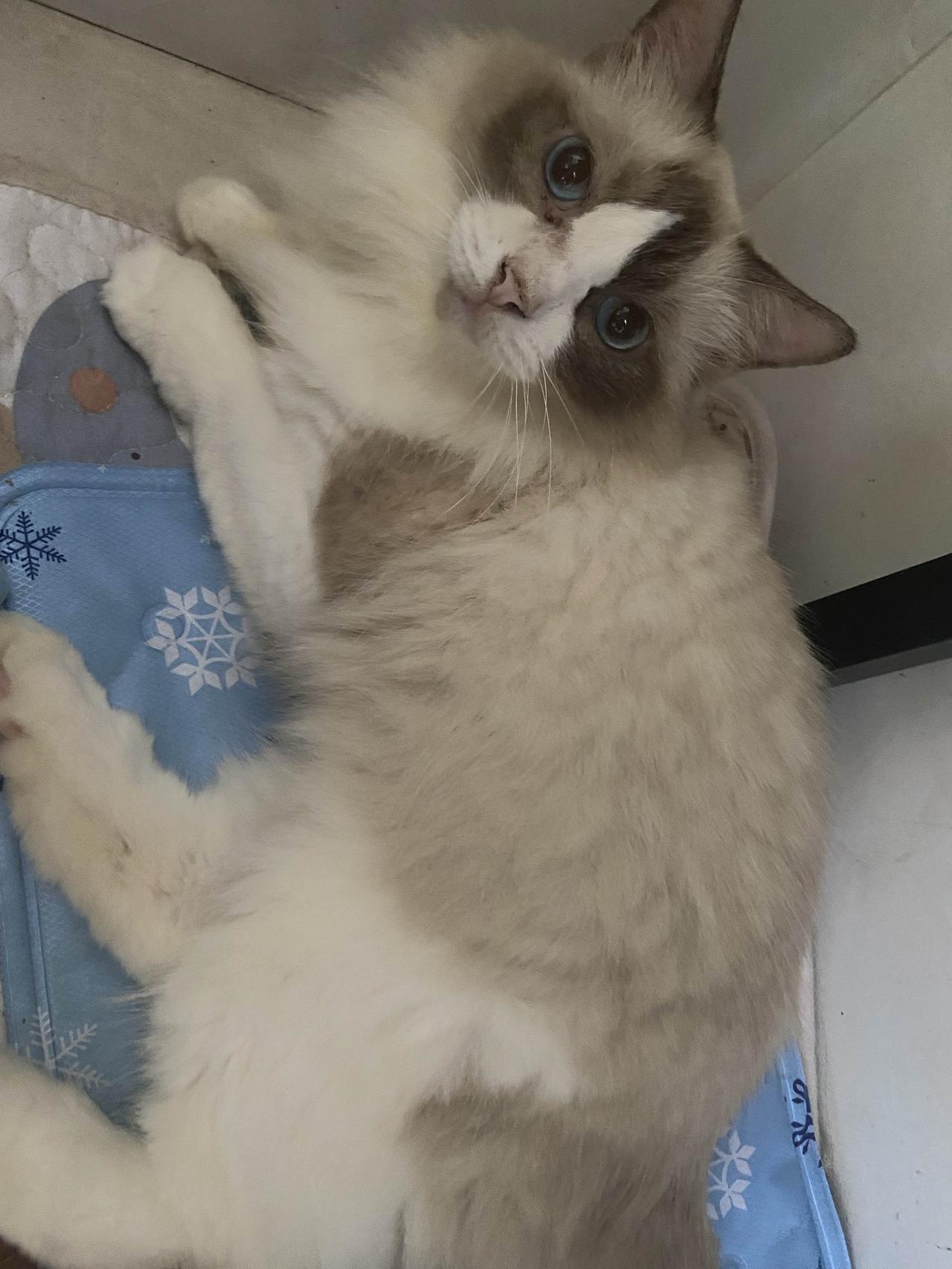 猫咪为什么那么爱睡觉?小猫喜欢睡觉，但好像总是睡不踏实，每次一点风吹草动就起来看