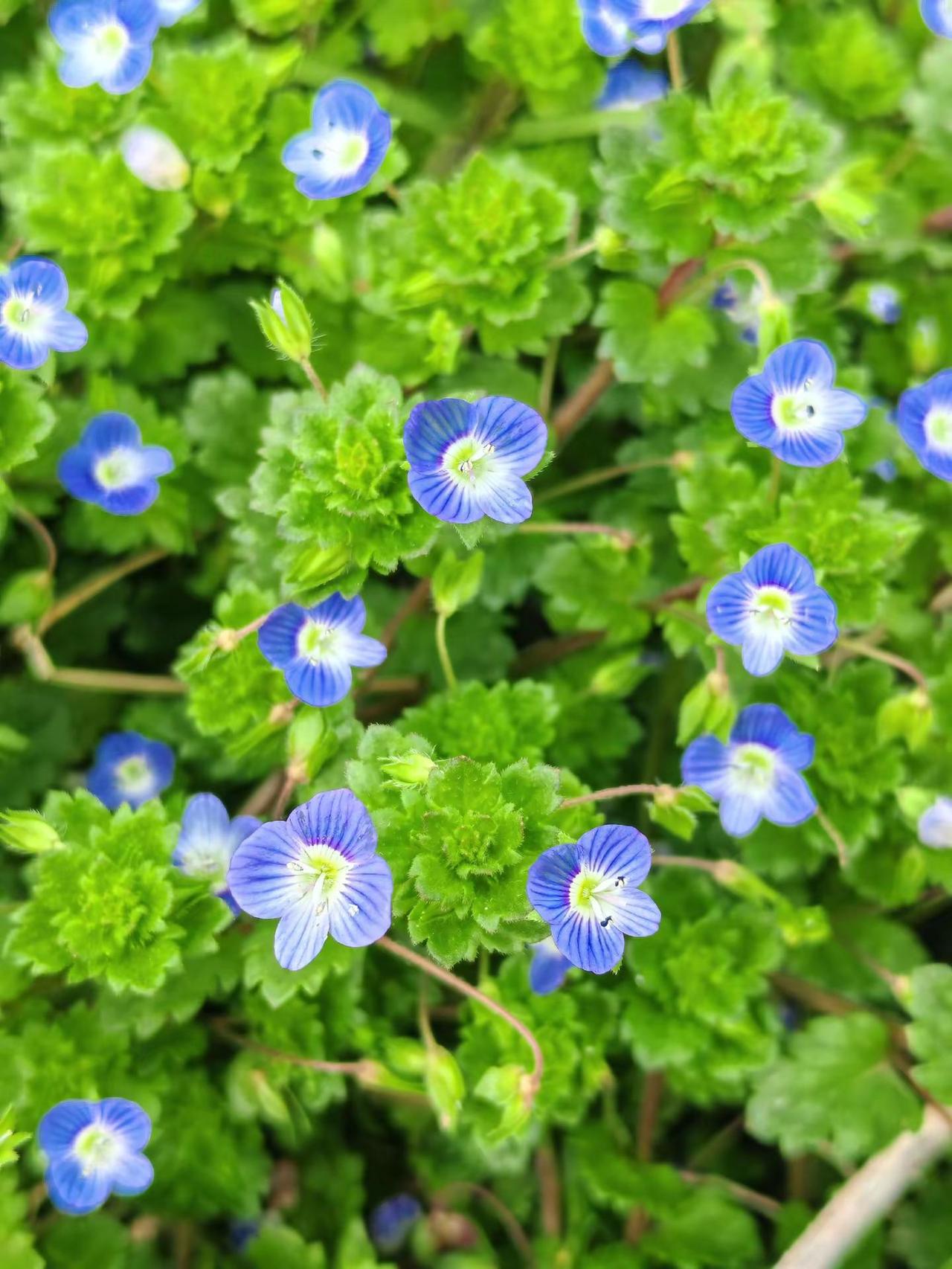 摄影记录大自然的美原创摄影我用摄影看世界请你看花镜头里的春日美景
