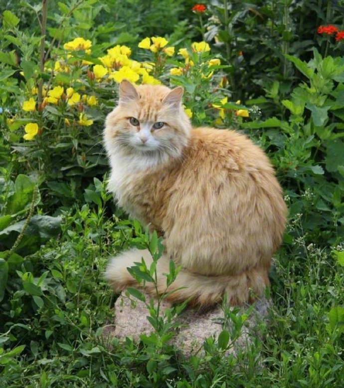 田园里的喵星人🐱🍃🌾