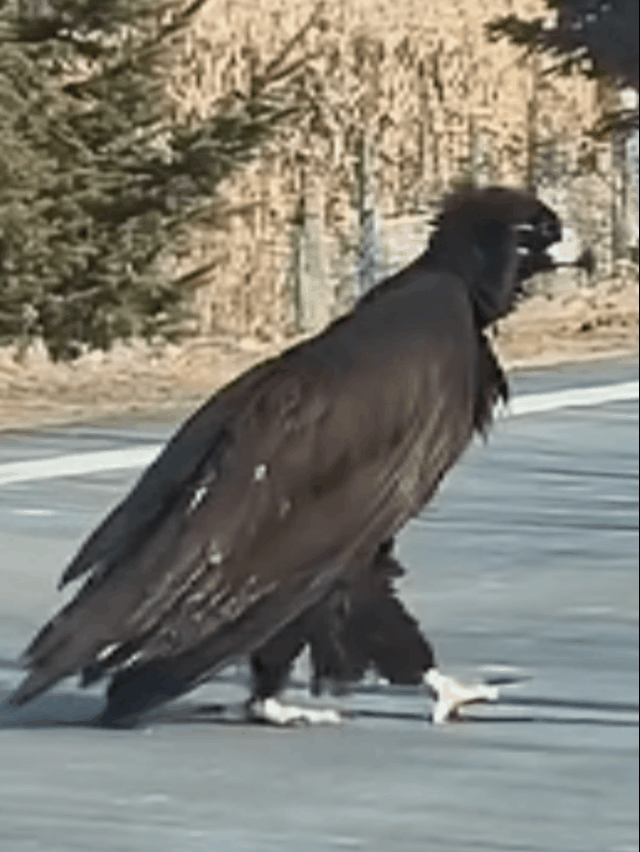 吉林延边珲春的马路上突然闯来一只“黑大个”，路过司机全停下礼让，这画面也太好哭了