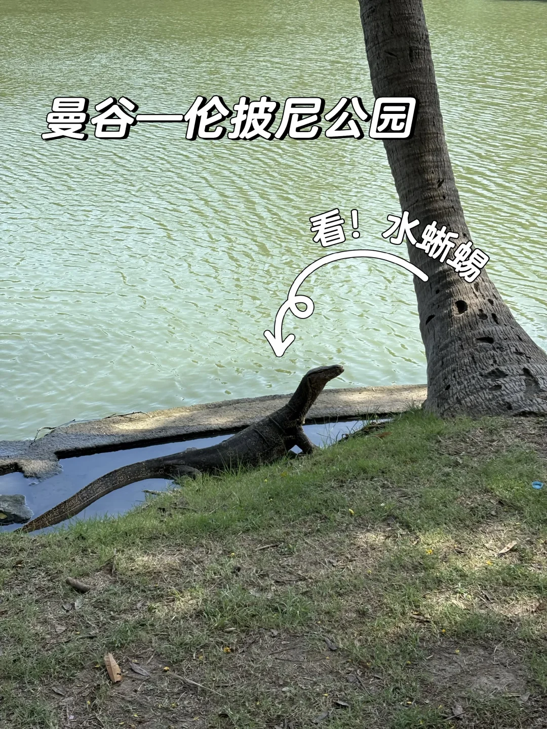 曼谷遛娃好去处｜伦披尼公园