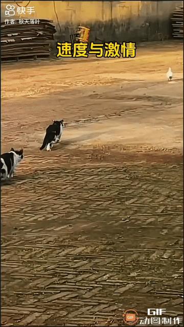 一只奶牛小猫小心翼翼地匍匐在地，它紧张地盯着不远处的一只鸽子。正当它犹豫着不知何