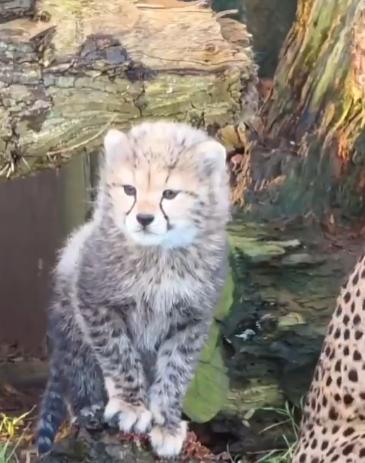 【猎豹不会咆哮——它们只会喵喵叫和唧唧叫。】与狮子和老虎不同，陆地上奔跑速度最快