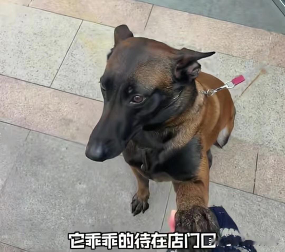 杭州这只马犬太惨了！拴着绳还被人拿酒瓶板砖暴打20多分钟10月29号，杭州