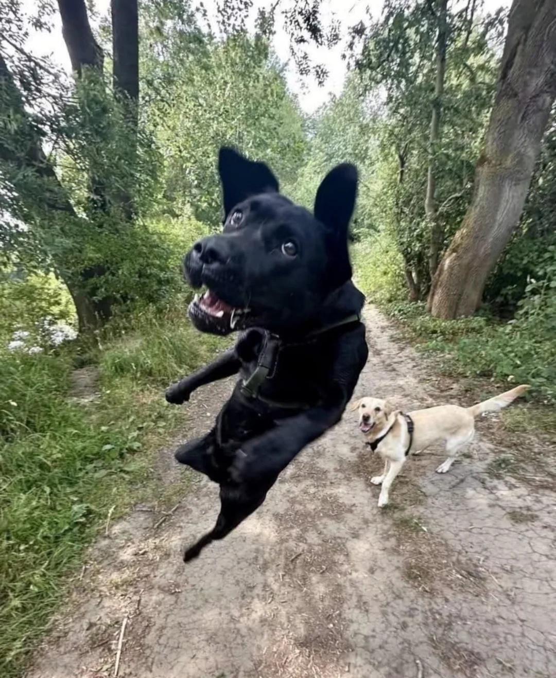 一些对你人生毫无意义的梗图图源网络侵权删抽象meme搞笑梗图人类