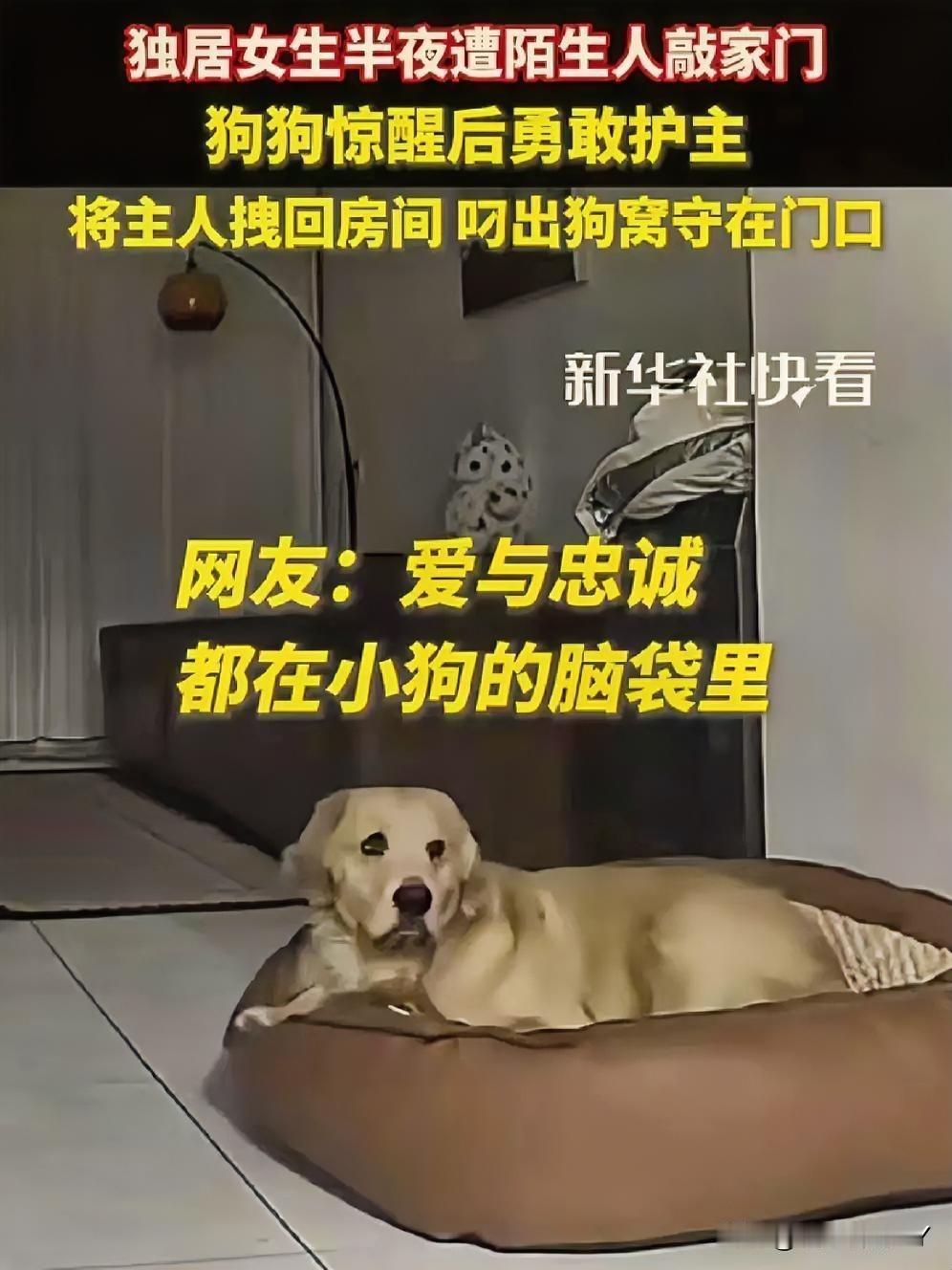 独居女孩的深夜守护者，这只金毛犬的爱意令人动容！吉林的深夜，独居女生被陌生敲
