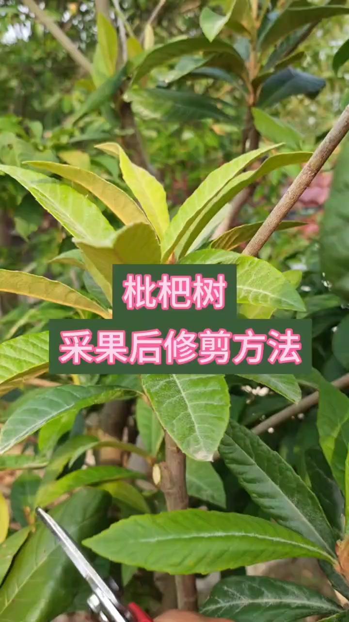 🍃枇杷果采摘后这样剪，明年结果枝爆满！1️⃣处理结果枝：采完果立即修剪，不