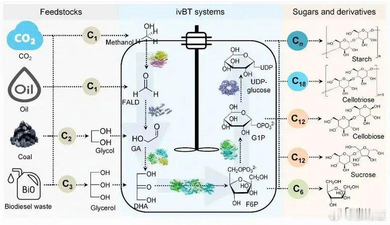 我国科学家把二氧化碳变成了糖据报道，中国科学院天津工业生物技术研究所首次通过构建
