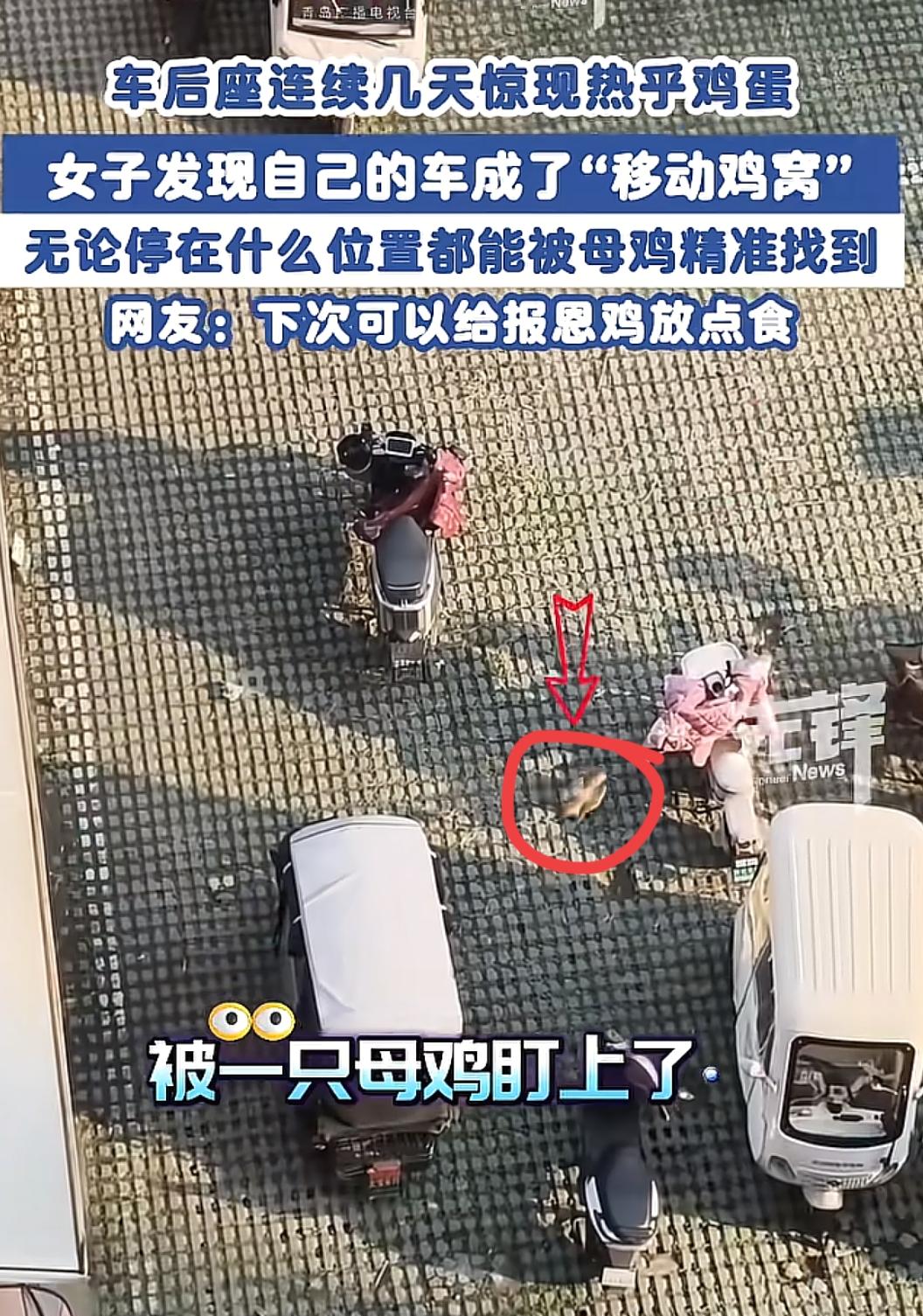 “笑不活了！”安徽一女子连续一周在自己的电动车里捡到鸡蛋。她的电动车被征用为产房