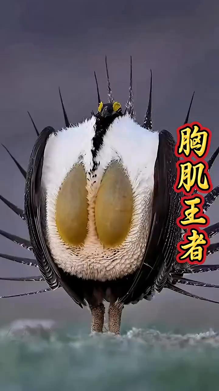 胸肌王者。摄影师蹲守3天拍到草原"胸肌王者。