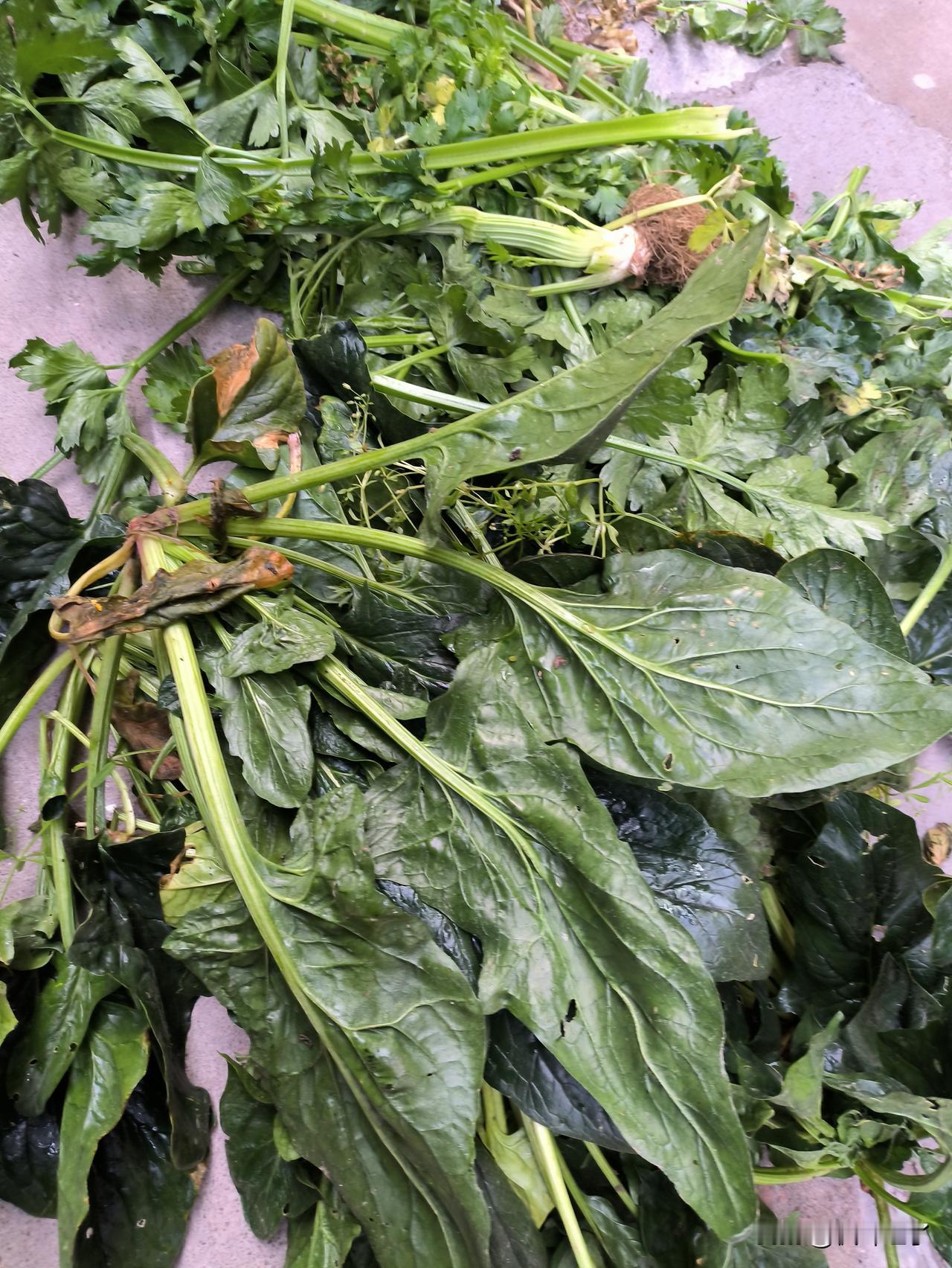 一大早，邻居就抱过来好多青菜，都是自家种的，有芹菜，有菠菜。这个季节青菜长得最快