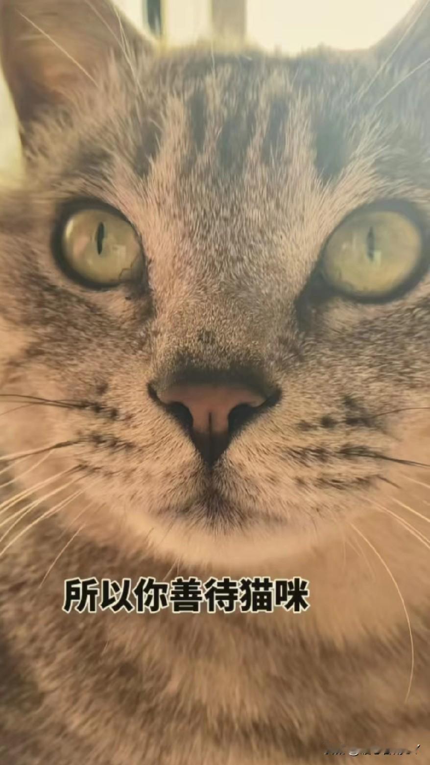 别小看你家猫，它可是能镇宅的神兽。你以为家里的猫不过是个爱黏人、能吃的“干饭