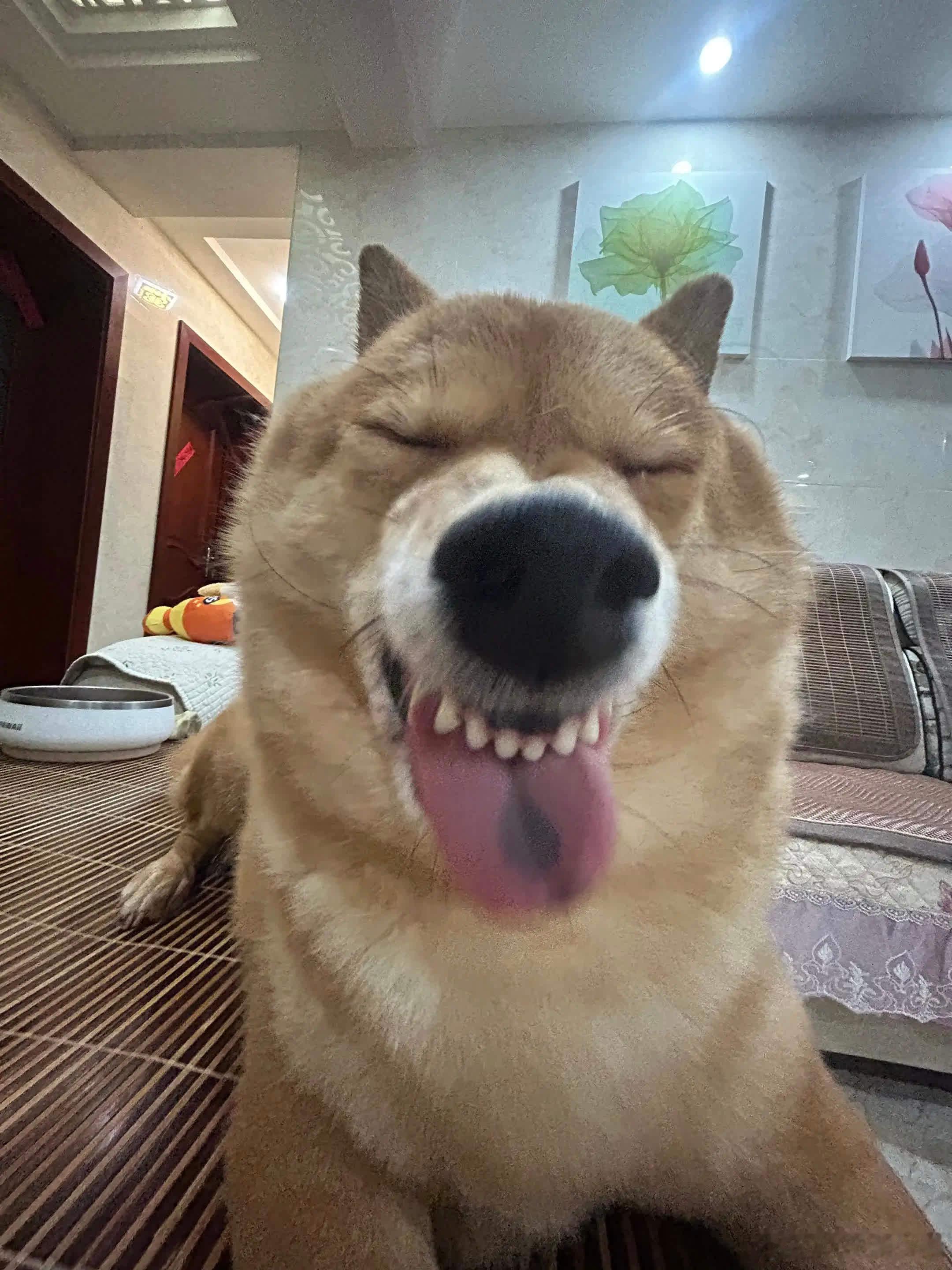 哥的气质你学不来。萌宠宠物