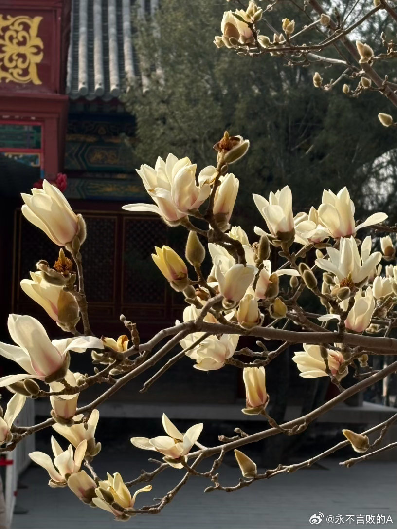 大观园玉兰初绽摄影