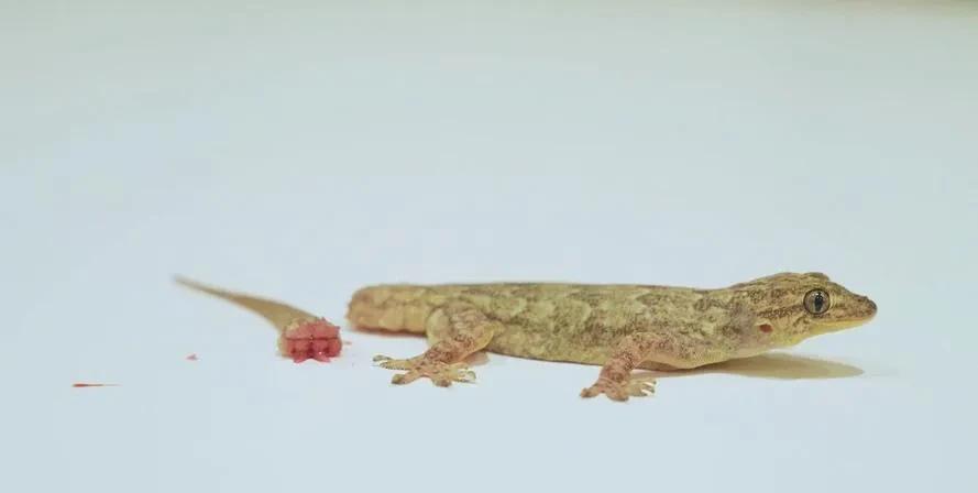 这项生物学上的成就绝对超越诺贝尔奖据科技日报等报道，我国生物学家发现了哺乳动物