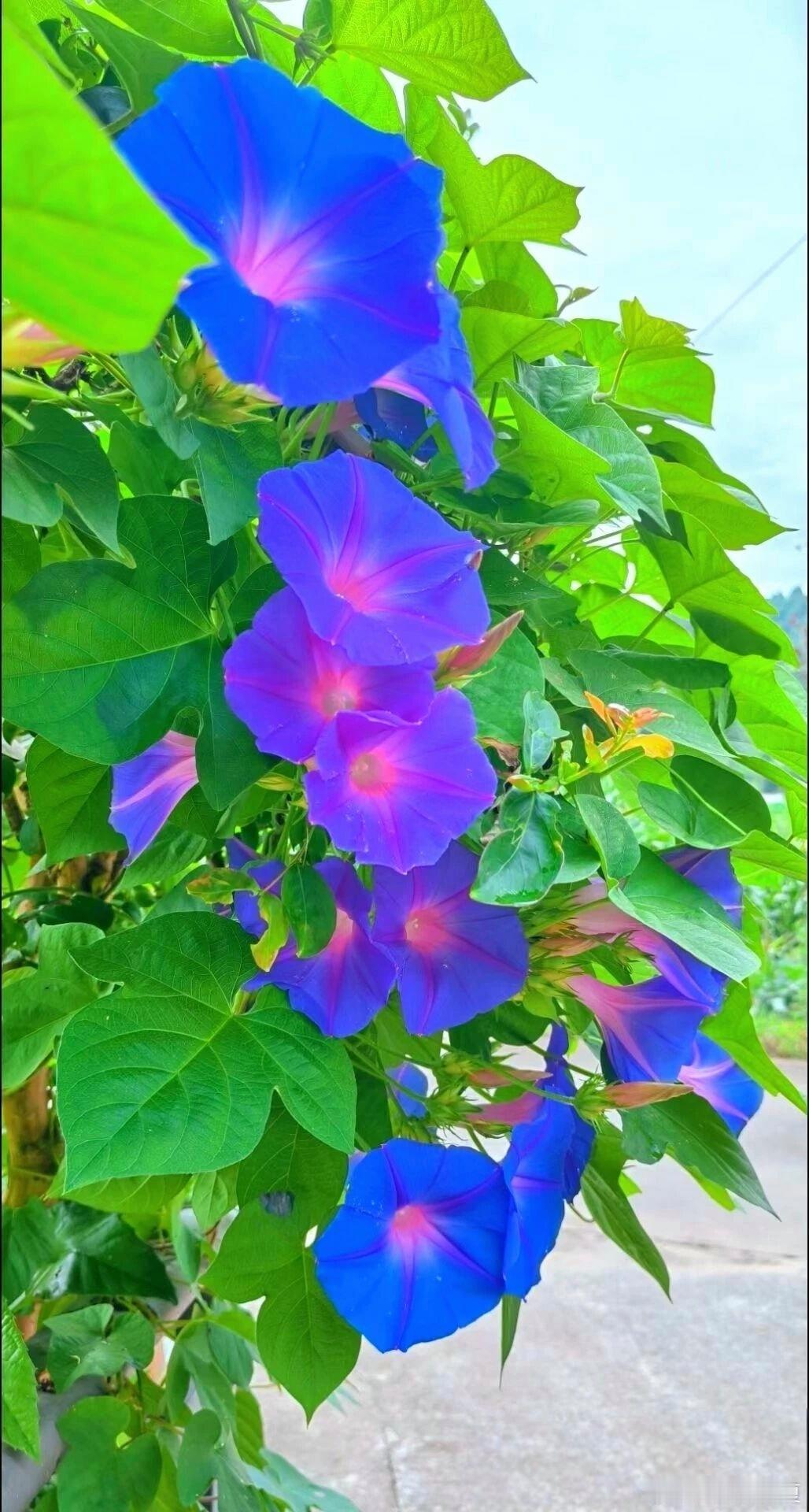 清风拂过，静赏花开～寻美河南