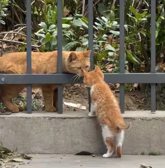 猫妈妈又来看它的孩子了，每次来，猫妈妈只要喵喵叫几声，我收养的小橘猫就会跑去找妈妈。