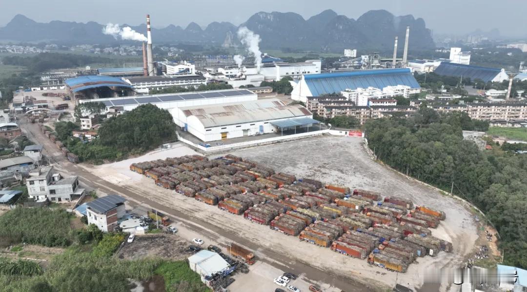 谁说广西落后？广西的糖料种植面积和食糖产量可是全国第一！现在可又是到了砍甘蔗的好