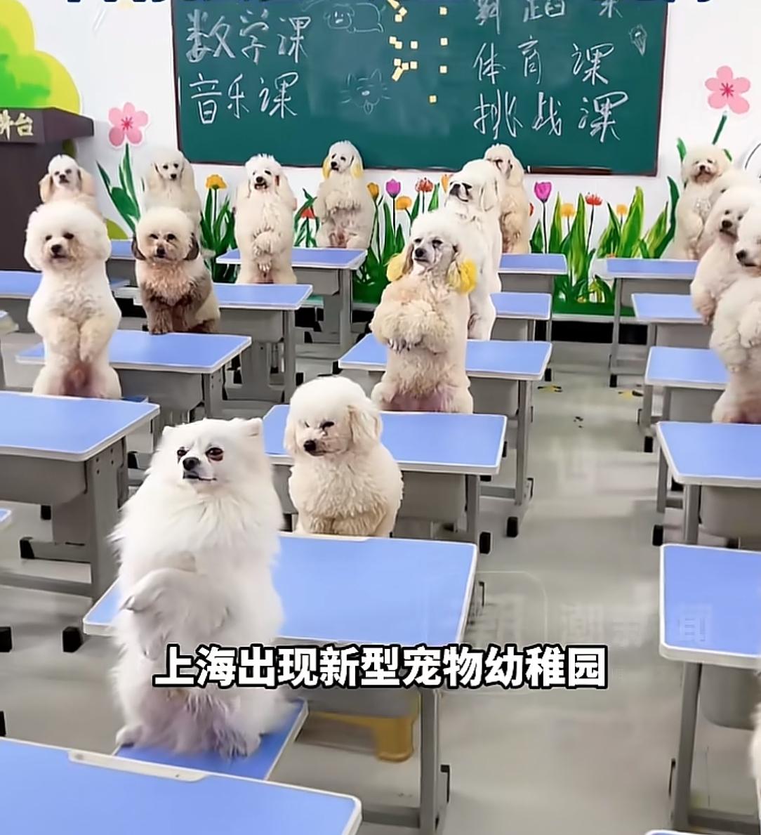 这个世界终于癫成我不认识的样子了。没想到上海这么前卫，给狗狗们也上起了幼儿园，
