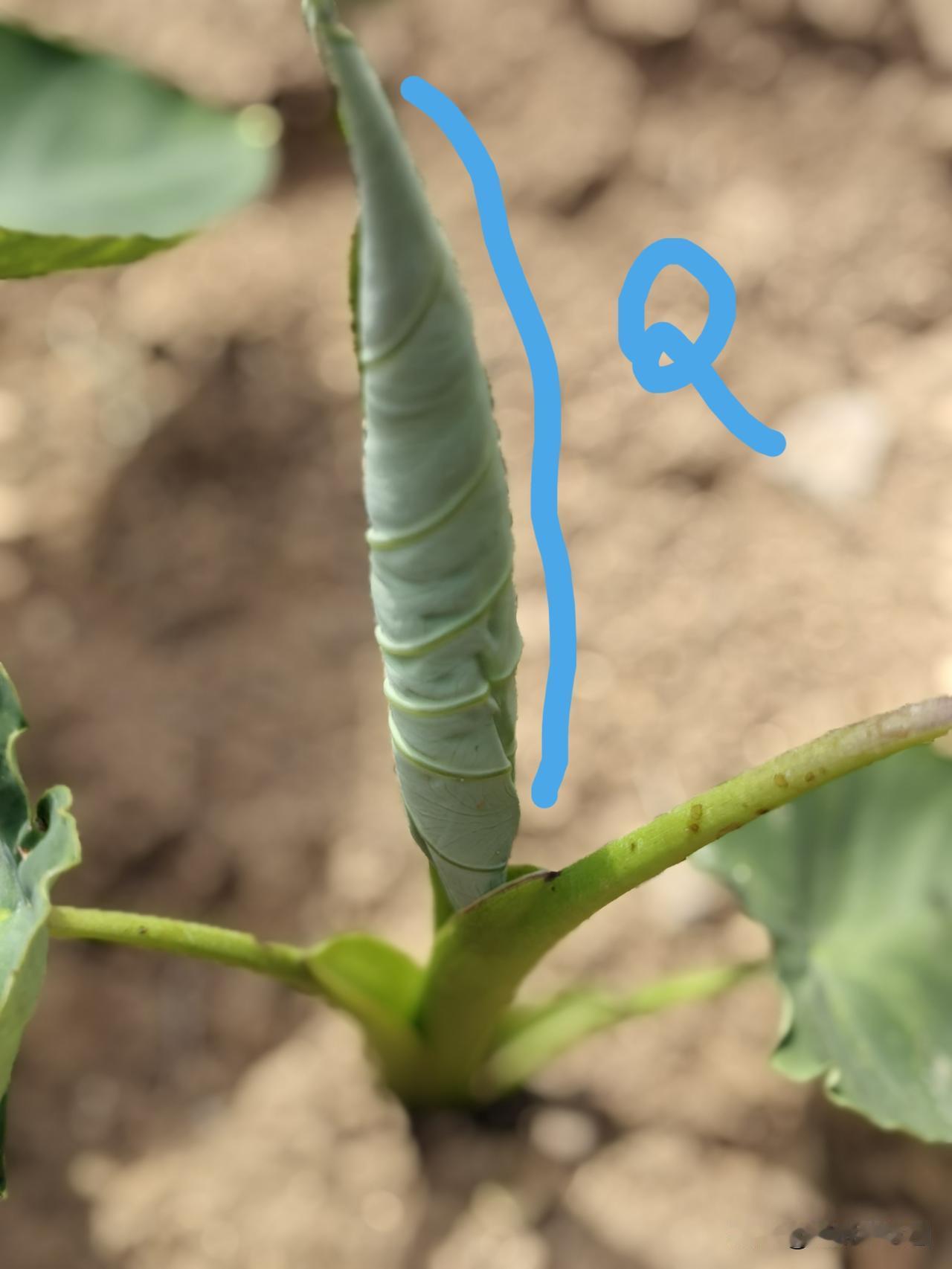 瞎勤快不仅难赢高产，还会让你一输再输。我举3个瞎勤快的例子——小园友种芋