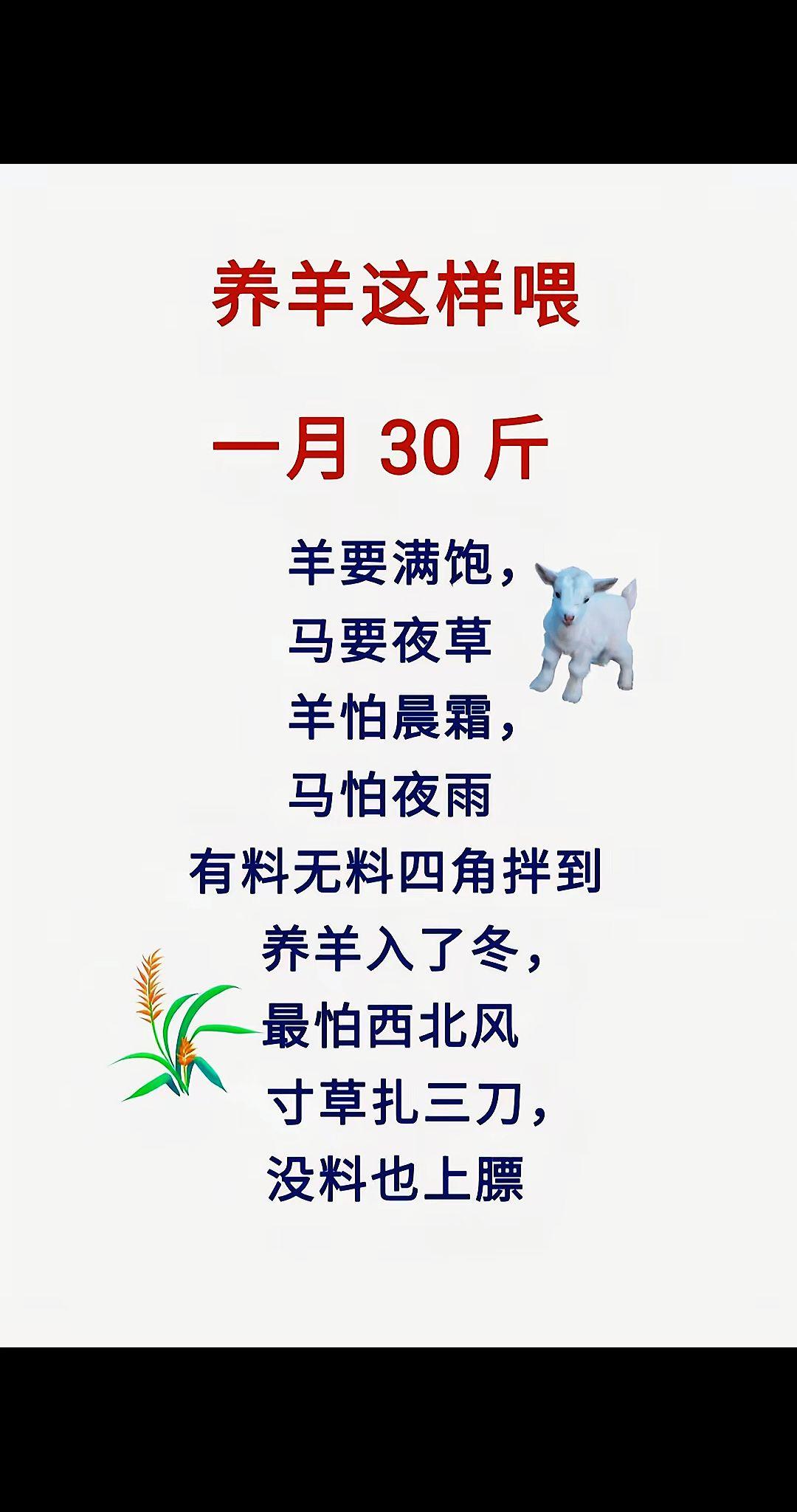 养牛羊农村养羊