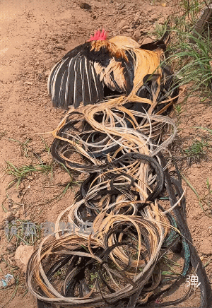 有没有看成鸡被废电线缠住的，这样的鸡那里有买！[大笑]