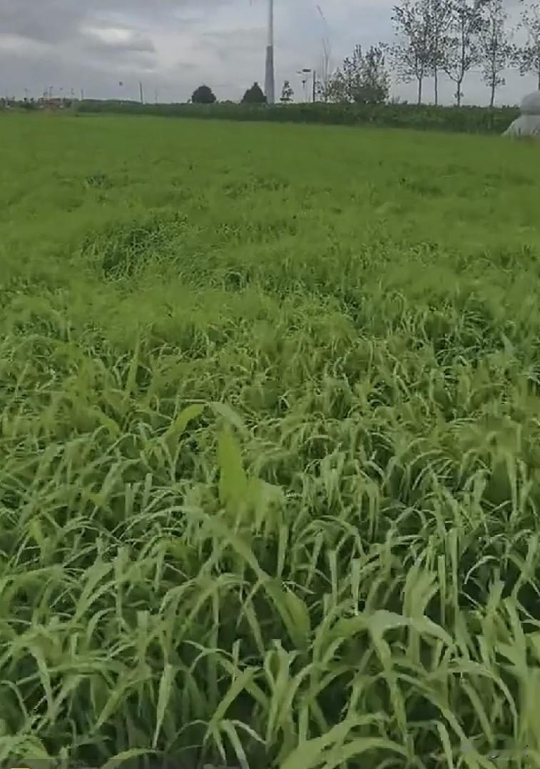 我妈今天去镇上了，距离我家十多里地。我从监控看到我妈7点22分走出大门，11点
