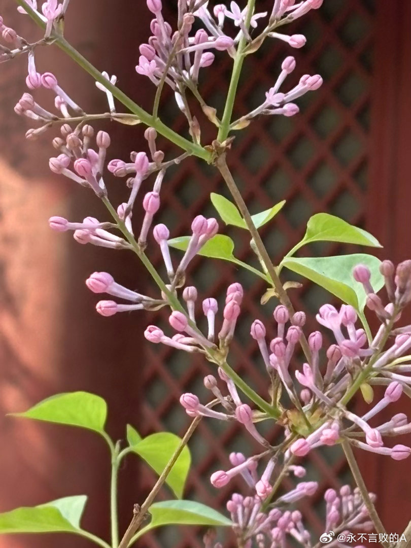 法源寺丁香初绽摄影