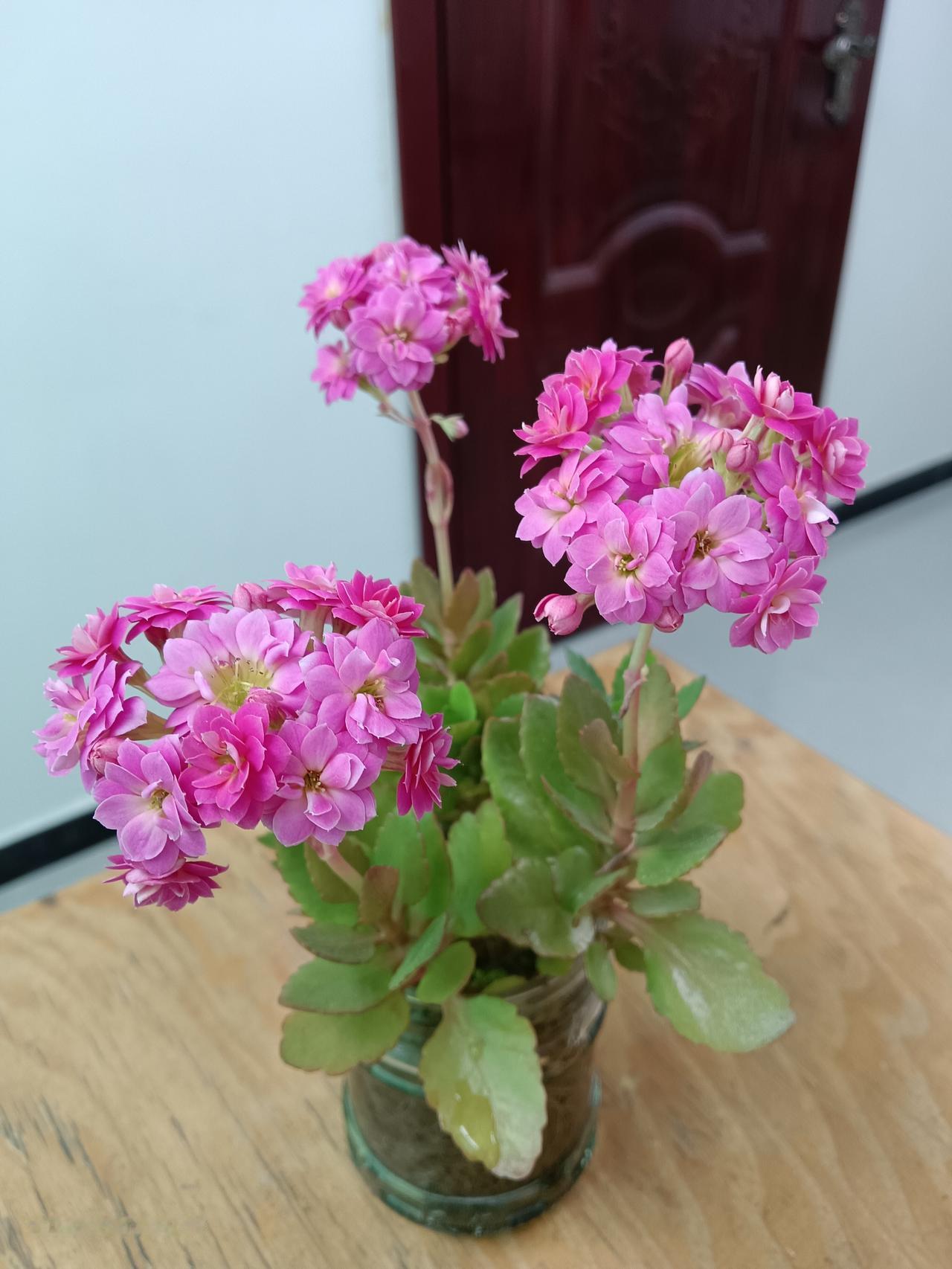 这是水培的长寿花，比土培的还要旺盛，花更鲜艳…